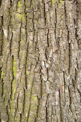 old wood tree bark