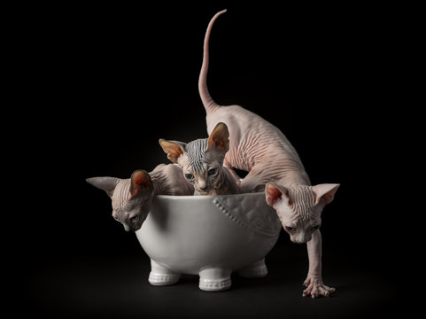 Three sphynx kittens in a bowl against black background