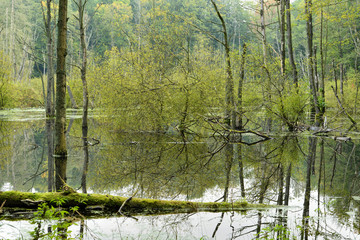 Sumpf im Müritz-Nationalpark