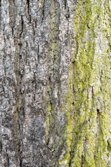 old wood tree bark