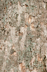 old wood tree bark