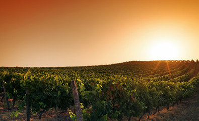 vignoble de Corse dans la plaine d'Aléria