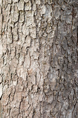 Fototapeta premium old wood tree bark