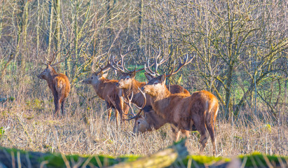 Herd of deer in a natural park in winter