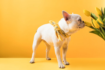 french bulldog sniffing beautiful yellow tulip flowers on yellow