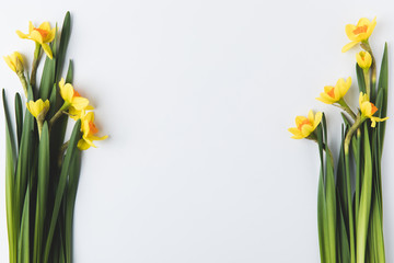 beautiful blooming yellow daffodils isolated on grey