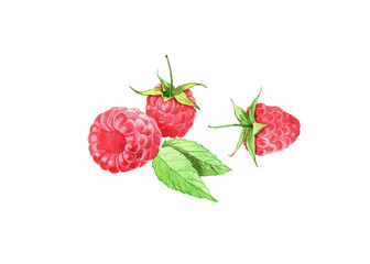 watercolor raspberries illustration isolated on white background