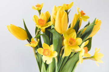 close-up view of beautiful yellow spring flowers isolated on grey
