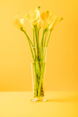 close-up view of beautiful yellow spring flowers in vase on yellow