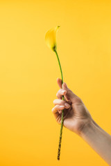 close-up partial view of person holding yellow calla lily flower isolated on yellow