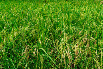 Paddy filed in Thailand