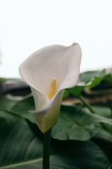 Calla lily, closeup of a beautiful white flower in full bloom, arum lily, golden calla near window...