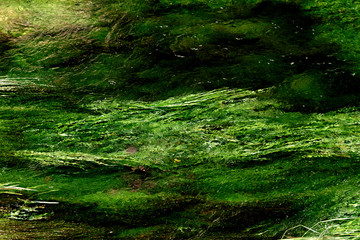 Algae in a mountain stream