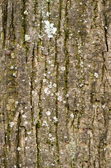 Obraz premium old wood tree bark