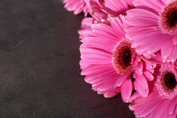 Gerbera with a large beautiful inflorescence is a wonderful decoration of any tying or decoration with cut flowers.