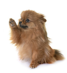 Obraz premium pomeranian in studio