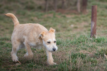 Cute puppies from dogs shelter
