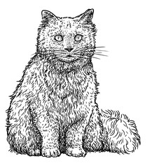 Persian cat illustration, drawing, engraving, ink, line art, vector