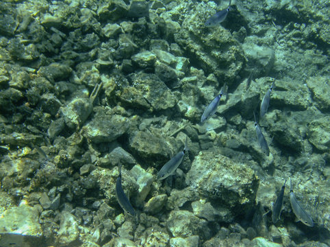 Fish Colony Ecosystem In Hvar Croatia