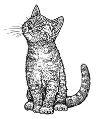 Tabby kitten illustration, drawing, engraving, ink, line art, vector
