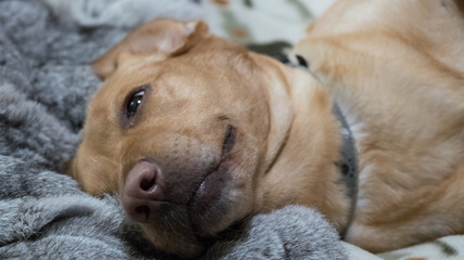 perra labrador en la cama