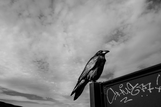 Augure 이미지 찾아보기 43 스톡 사진, 벡터 및 비디오 Adobe Stock