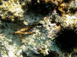 Naklejka na ściany i meble Beautiful orange starfish sea star in croatia sea