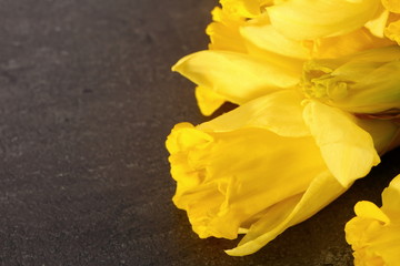 Fototapeta premium Narcissus - daffodil, a species of amaryliaceous plant species.