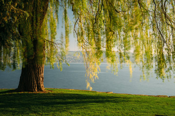 Baum am See