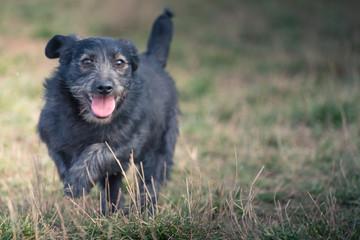 Cute puppies from dogs shelter