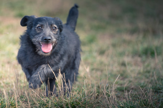 Cute puppies from dogs shelter