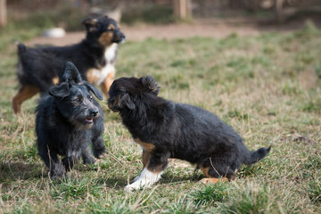 Cute puppies from dogs shelter