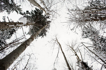 Top of huge pine trees forest covered by snow. Majestic winter landscapes.