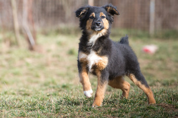 Cute puppies from dogs shelter