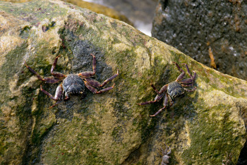 Crabs on mossy rock surface