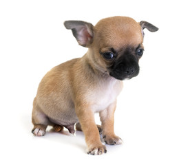 Obraz premium puppy chihuahua in studio