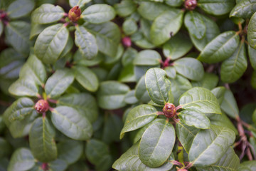 Knospen an einem Strauch