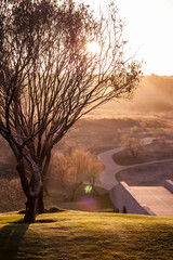 Naklejka premium Tree caught in the setting sunlight with a bridge and pathways.