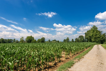 Fototapeta na wymiar Green Corn Fields with Blue Sky and Clouds