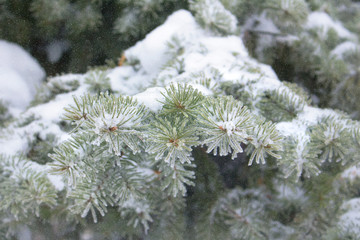 spruce branches in snow, winter weather, festive fresh background with snowfall