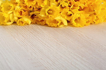 Narcissus - daffodil, a species of amaryliaceous plant species.