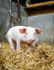 Ferkel im Strohstall, Hochformat