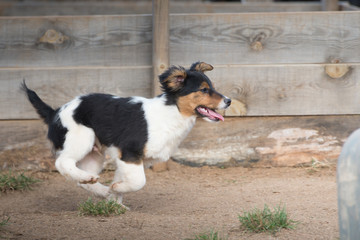 Cute puppies from dogs shelter