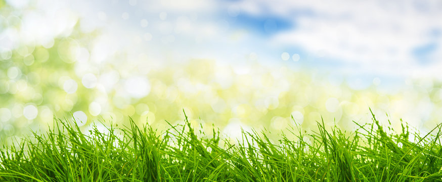 Fr&uuml;hling Wiese 