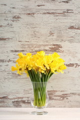 Narcissus - daffodil, a species of amaryliaceous plant species.