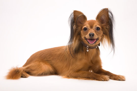 dog breed russian small cute razor color big ears leash leather white background animals domestic isolate