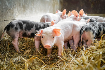 Kleine, bunte Saugferkel im eingestreuten Stallabteil © Countrypixel