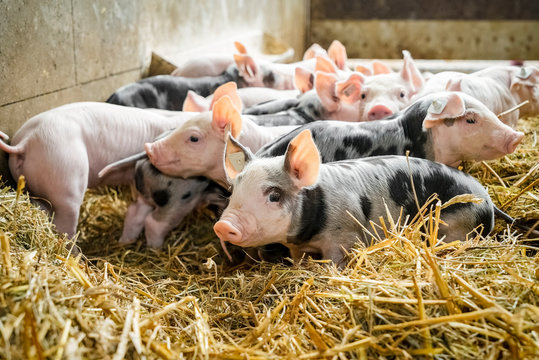 Gefleckte Saugferkel spielen im Stroh