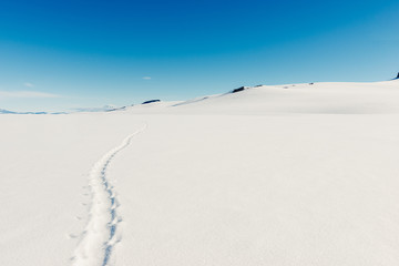 Penguin tracks
