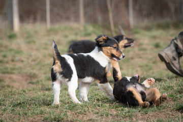 Cute puppies from dogs shelter